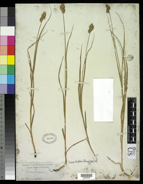 http://collections.mnh.si.edu/services/media.php?env=botany&irn=10212249