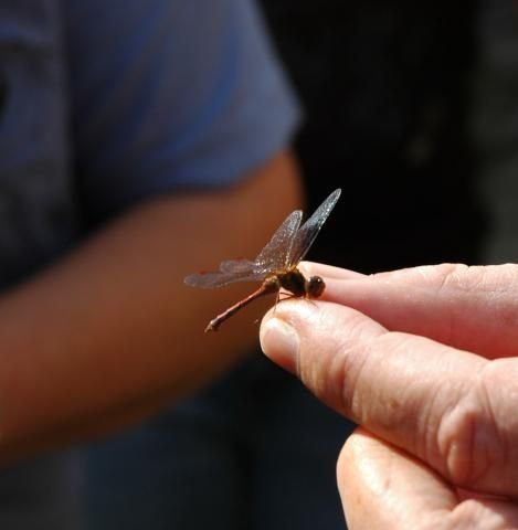 http://animaldiversity.ummz.umich.edu/site/resources/tanya_dewey/fieldhawk.jpg/medium.jpg