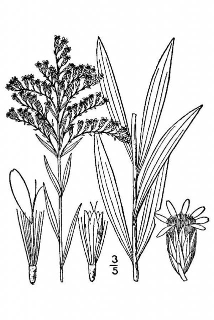 http://plants.usda.gov/java/largeImage?imageID=sogl4_001_avd.tif