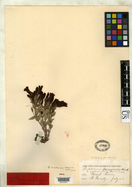 http://collections.mnh.si.edu/services/media.php?env=botany&irn=10079605