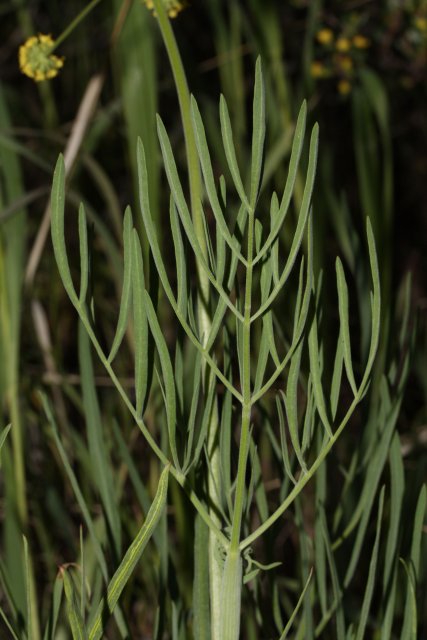 http://commons.wikimedia.org/wiki/File:Lomatium_triternatum_9529.JPG