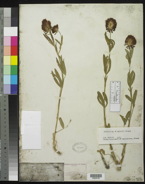 http://collections.mnh.si.edu/services/media.php?env=botany&irn=10212974