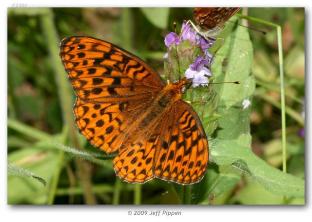 http://butterfliesofamerica.com/images/Nymphalidae/Argynnini/Speyeria_hydaspe_viridicornis/Speyeria_hydaspe_viridicornis_M_Fresno_Dome_Madera_Co_CA_USA_10-VII-07_17.jpg