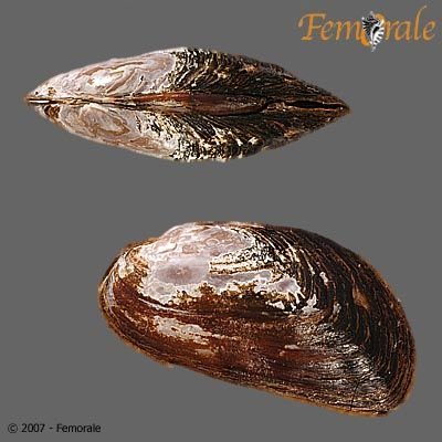 http://www.femorale.com/shellphotos/detail.asp?species=Gonidea%20angulata%20(Lea,%201838)