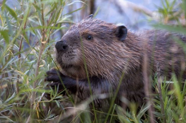 http://commons.wikimedia.org/wiki/File:Beaver-Szmurlo.jpg