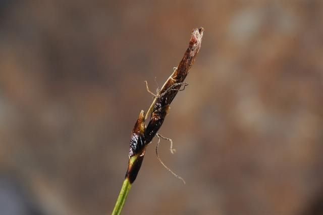 http://www.biopix.com/rock-sedge-carex-rupestris_photo-94827.aspx