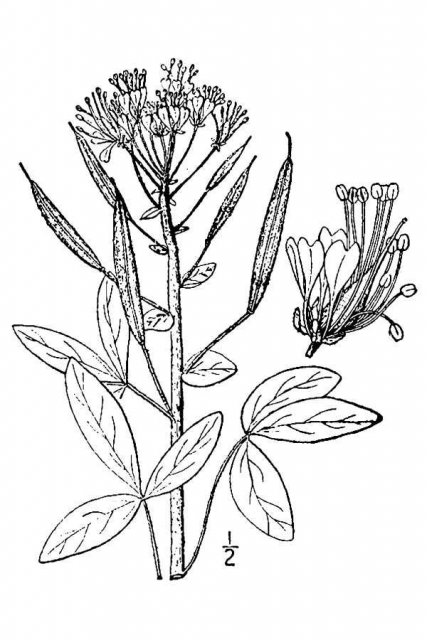 http://plants.usda.gov/java/largeImage?imageID=potr13_001_avd.tif