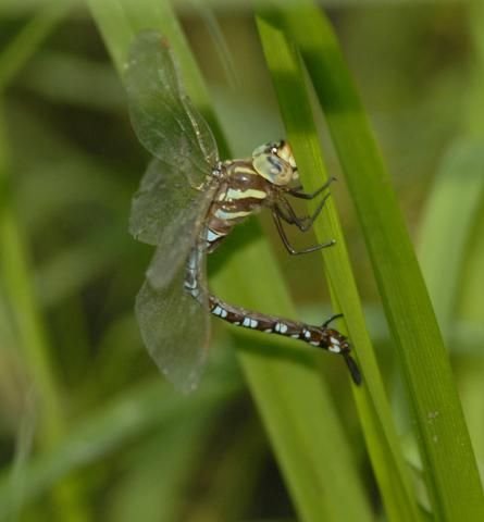 http://animaldiversity.ummz.umich.edu/site/resources/phil_myers/odonata/Aeshnidae/aeshna0979.jpg/medium.jpg