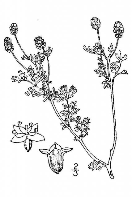 http://plants.usda.gov/java/largeImage?imageID=poan16_001_avd.tif