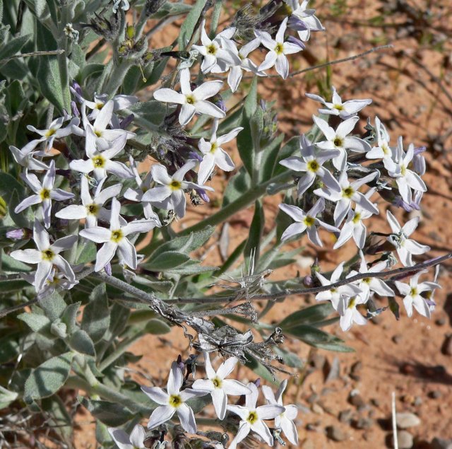 http://commons.wikimedia.org/wiki/File:Amsonia_tomentosa_1.jpg