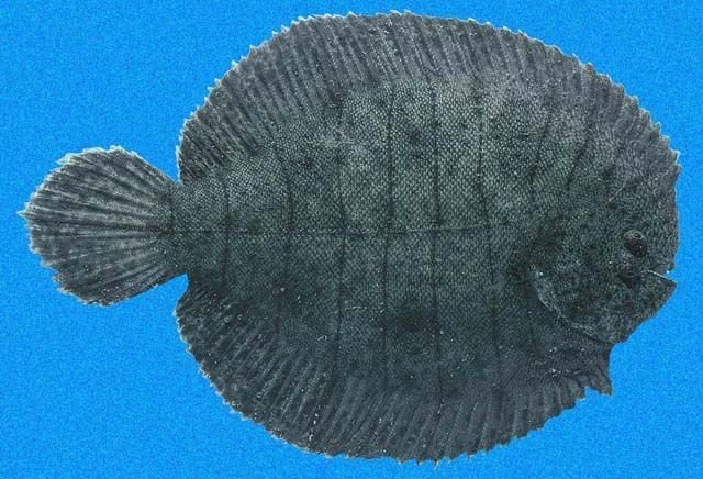 http://neotropicalfishes.myspecies.info/taxonomy/term/25268