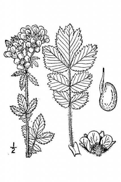 http://plants.usda.gov/java/largeImage?imageID=drag_001_avd.tif