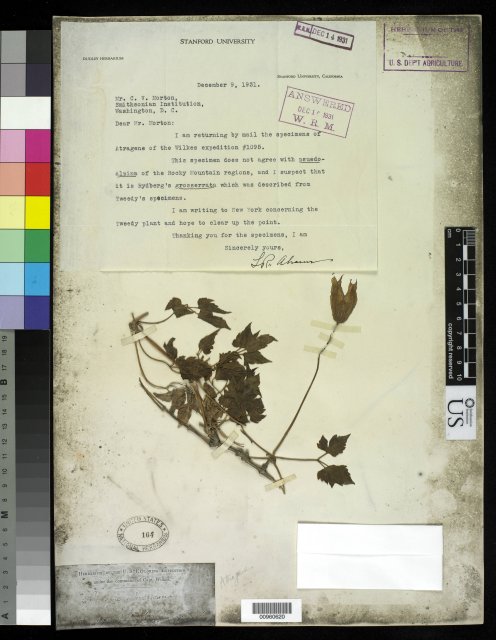 http://collections.mnh.si.edu/search/botany/?irn=10058228