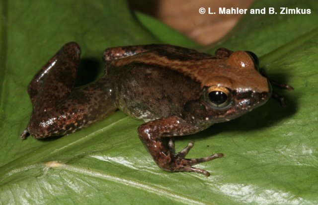 http://africanamphibians.lifedesks.org/image/view/620/_original