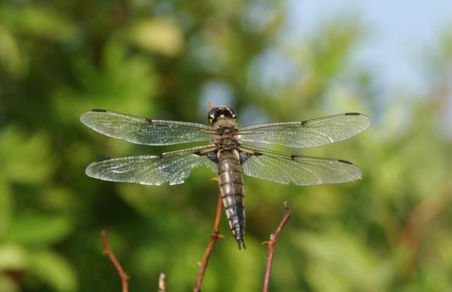 http://animaldiversity.ummz.umich.edu/site/resources/phil_myers/odonata/Libellulidae_Libellula/Libellula_quadrimaculata8191.jpg/medium.jpg