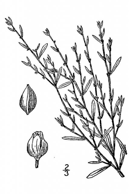 http://plants.usda.gov/java/largeImage?imageID=popr10_001_avd.tif