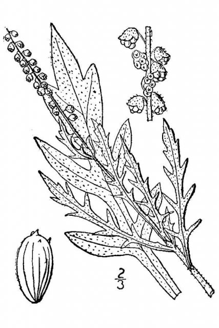 http://plants.usda.gov/java/largeImage?imageID=amps_001_avd.tif