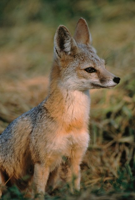 http://commons.wikimedia.org/wiki/File:Vulpes_macrotis_mutica_sitting.jpg