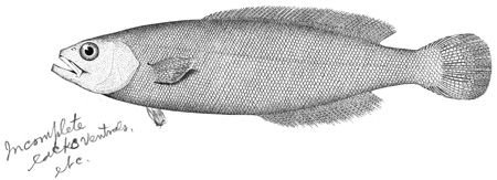 http://collections.mnh.si.edu/search/fishes/?irn=5003950