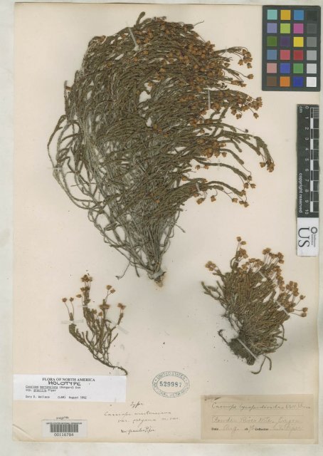 http://collections.mnh.si.edu/search/botany/?irn=2122680