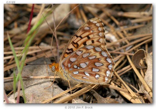 http://butterfliesofamerica.com/images/Nymphalidae/Argynnini/Speyeria_coronis_semiramis/Speyeria_coronis_semiramis_USA_CA_San_Bernardino_Co_San_Bernardino_Mtns_Seven_Oaks_21-VI-2010.JPG