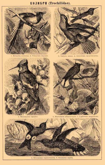 http://commons.wikimedia.org/wiki/File:Hummingbirds_Brockhaus&Efron.jpg