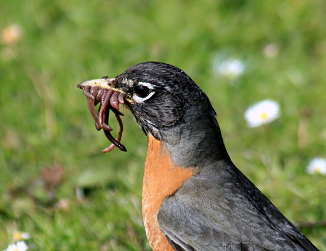 http://commons.wikimedia.org/wiki/File:Turdus_migratorius_with_worms_1.jpg