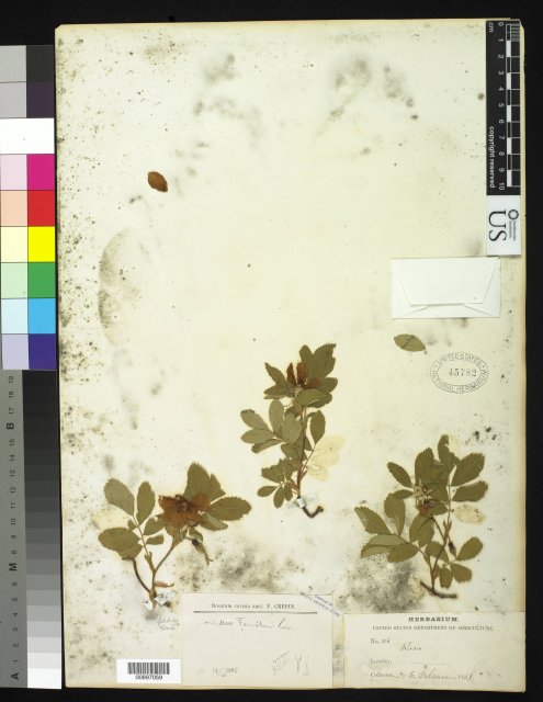 http://collections.mnh.si.edu/search/botany/?irn=10174913