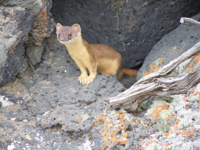 Download Long-tailed Weasel (Mustela frenata) | Idaho Fish and Game