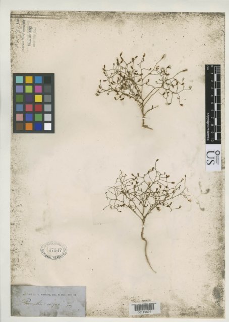 http://collections.mnh.si.edu/search/botany/?irn=2136920