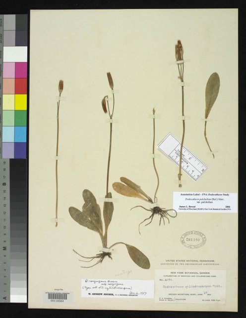 http://collections.mnh.si.edu/search/botany/?irn=2168157