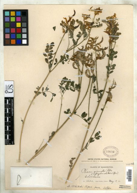 http://collections.mnh.si.edu/services/media.php?env=botany&irn=10139999