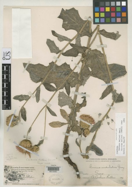 http://collections.mnh.si.edu/search/botany/?irn=2159334