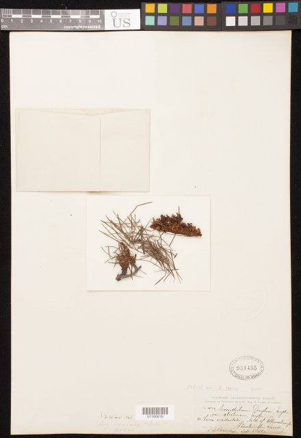 http://collections.mnh.si.edu/search/botany/?irn=10819797