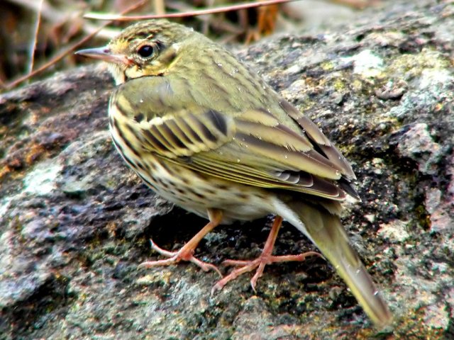 http://commons.wikimedia.org/wiki/File:Olive_backed_Pipit.jpg