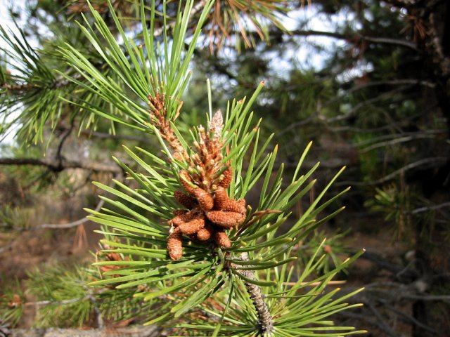 http://commons.wikimedia.org/wiki/File:Pinus_contorta_8138.jpg