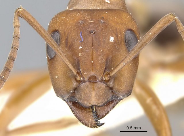http://www.antweb.org/description.do?genus=formica&name=gynocrates&rank=species