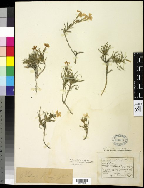http://collections.mnh.si.edu/search/botany/?irn=10592741