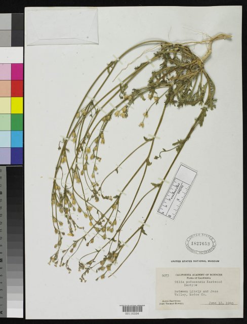 http://collections.mnh.si.edu/search/botany/?irn=2161918