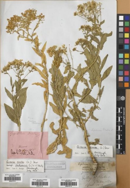 http://elmer.rbge.org.uk/bgbase/vherb/bgbasevherb.php?cfg=bgbase/vherb/bgbasevherb.cfg&specimens_barcode=E00372712