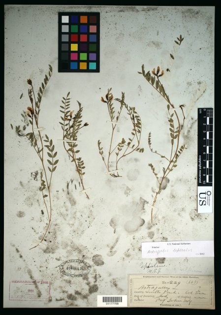 http://collections.mnh.si.edu/search/botany/?irn=10597274