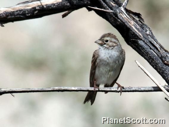 http://www.planetscott.com/speciesdetail/8956/brewers-sparrow-(spizella-breweri)-