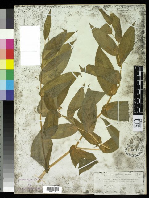 http://collections.mnh.si.edu/services/media.php?env=botany&irn=10212477