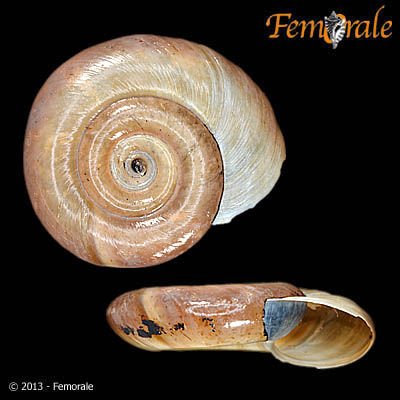 http://www.femorale.com/shellphotos/detail.asp?species=Biomphalaria%20glabrata%20(Moricand,%201839)