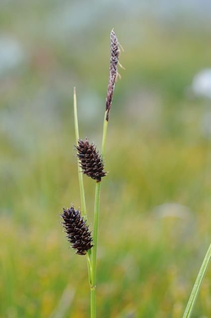 http://www.biopix.com/russet-sedge-carex-saxatilis_photo-60917.aspx