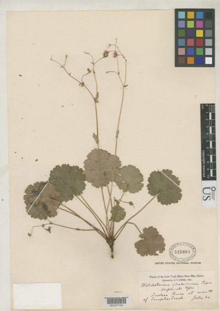 http://collections.mnh.si.edu/services/media.php?env=botany&irn=10064589