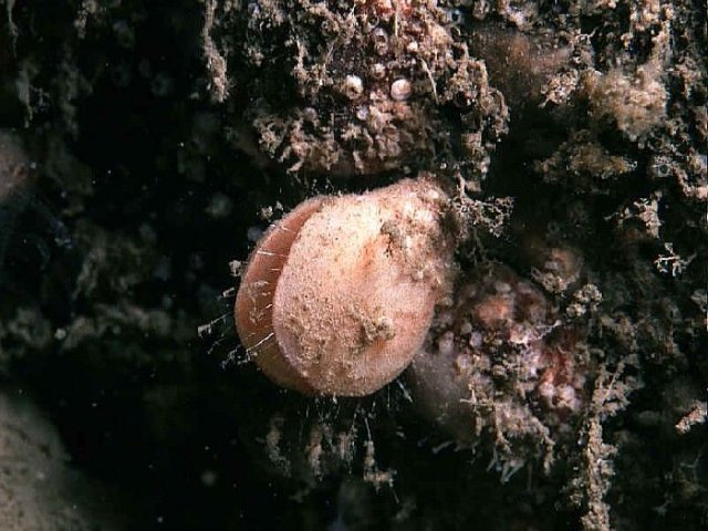 http://www.marinespecies.org/aphia.php?p=image&pic=988