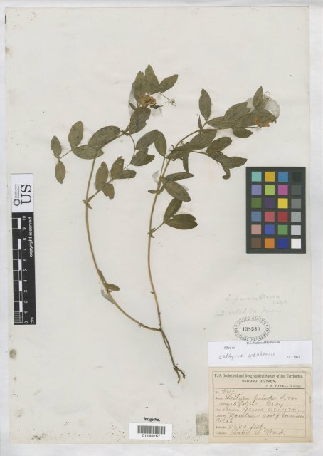 http://collections.mnh.si.edu/search/botany/?irn=10819314