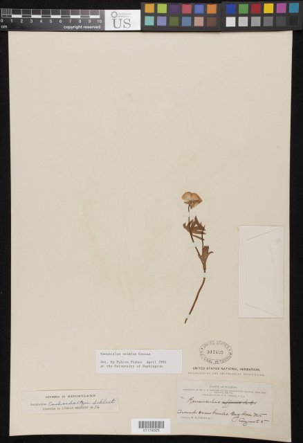 http://collections.mnh.si.edu/search/botany/?irn=10800888