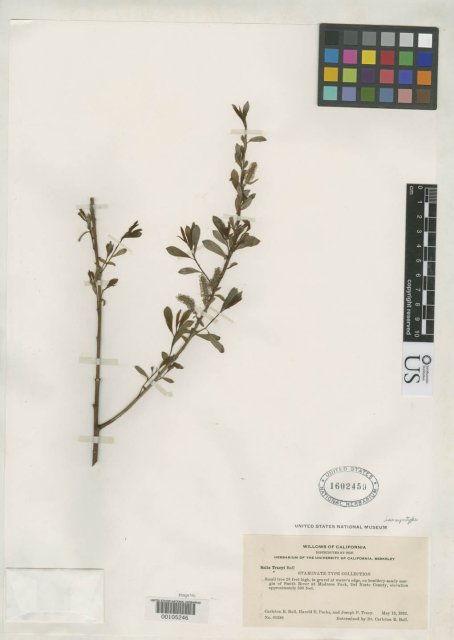 http://collections.mnh.si.edu/search/botany/?irn=2137413